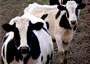 Cattle