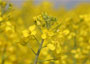 Oilseed rape