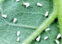 Whitefly