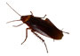 Cockroach