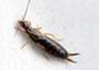 Earwig