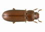 Flour beetle