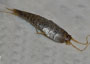 Silverfish