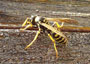 wasp