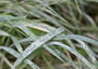 Black grass