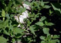 Black nightshade