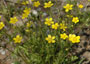 Buttercup