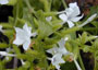 Wild leadwort