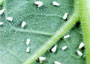 Whitefly