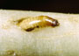 Wireworm