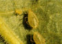 Aphids