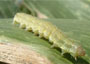 Bollworm