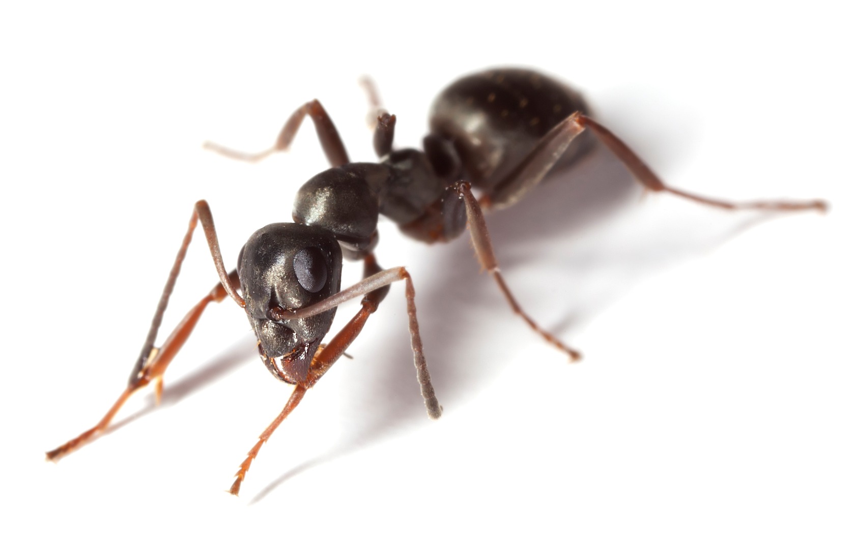 about-ant-in-hindi