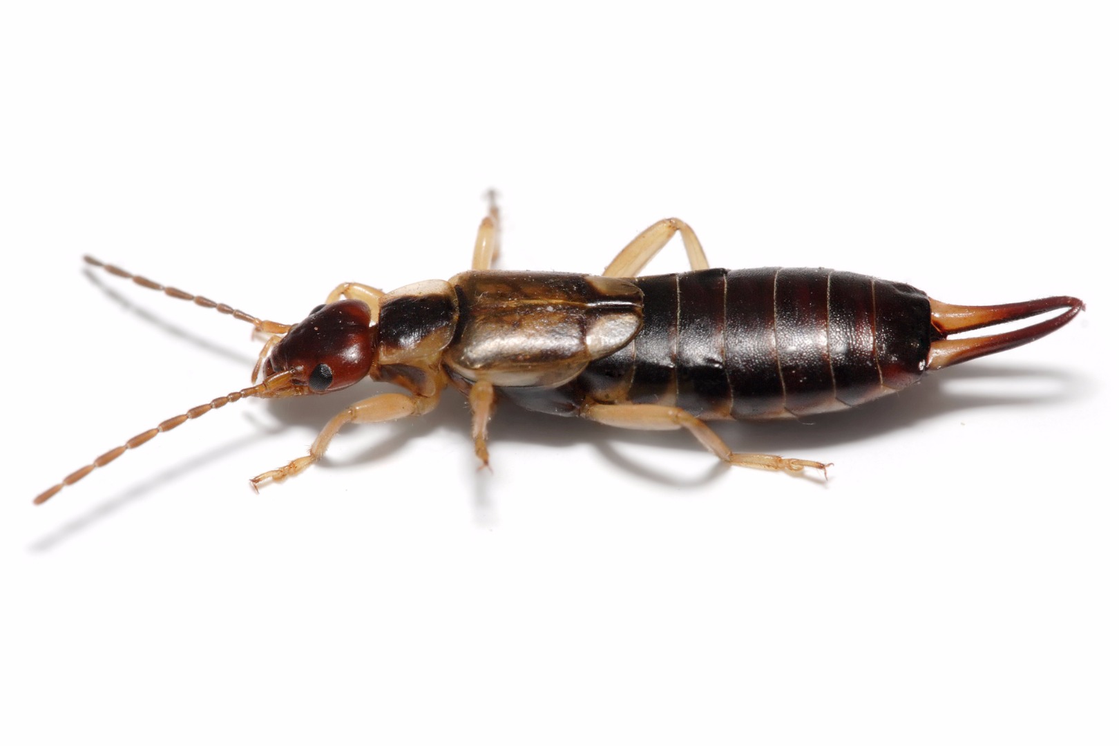 Earwig