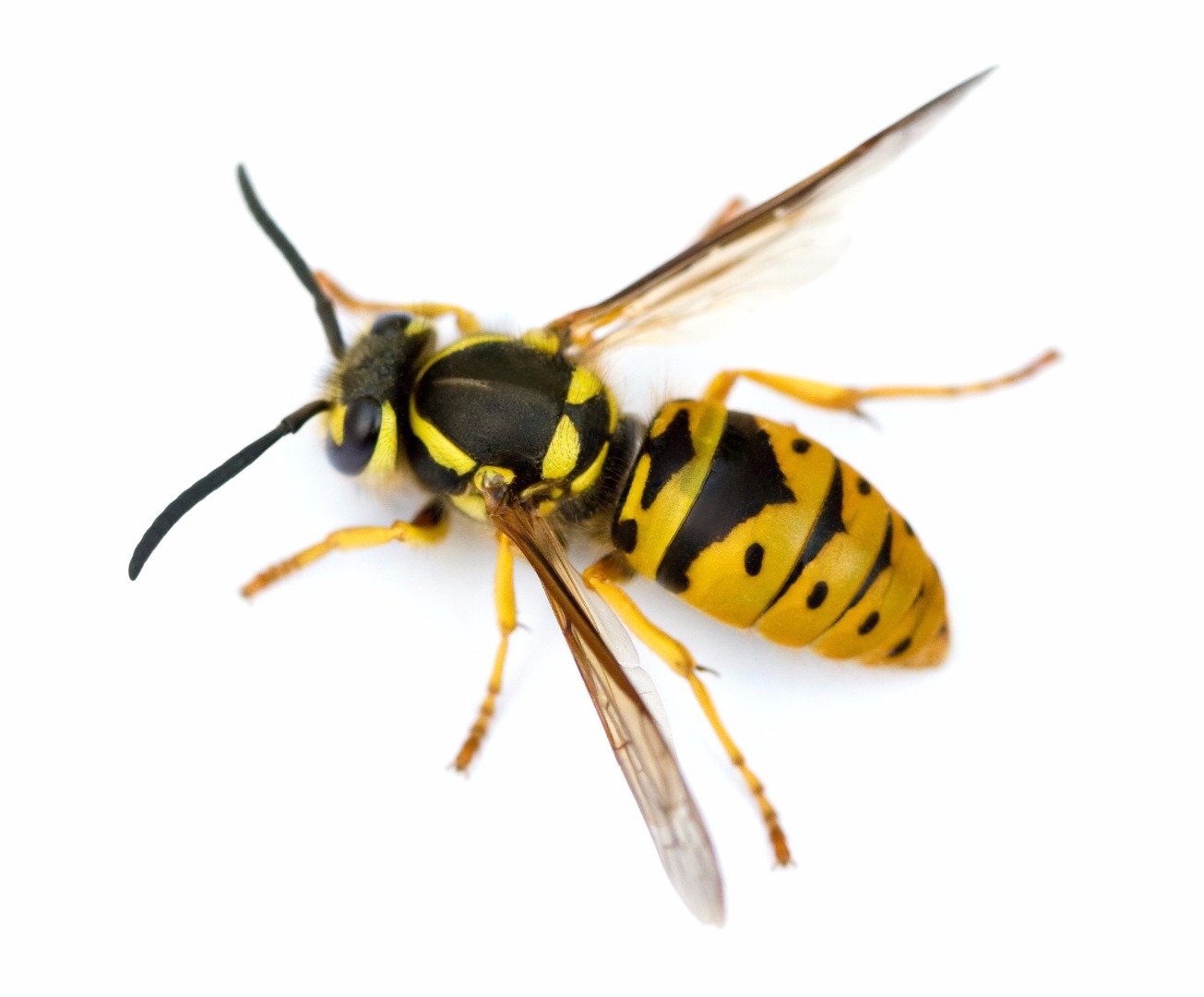 Common wasp