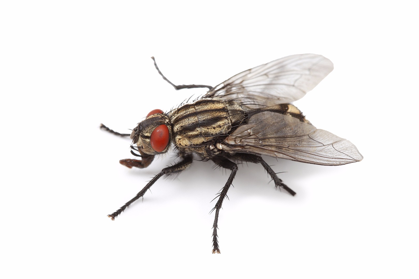 Housefly