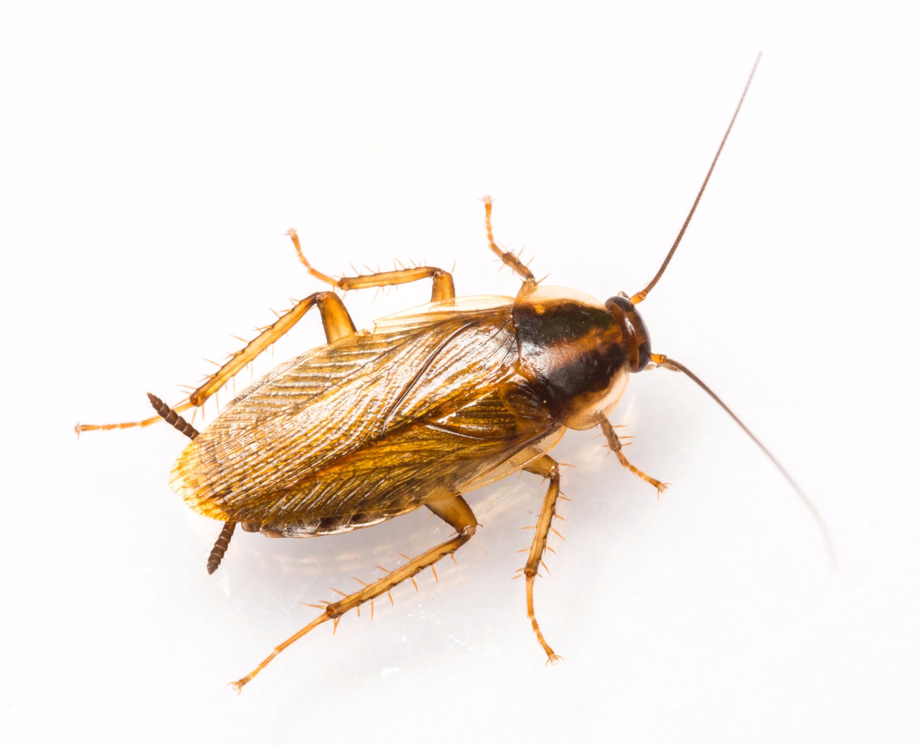 Cockroach