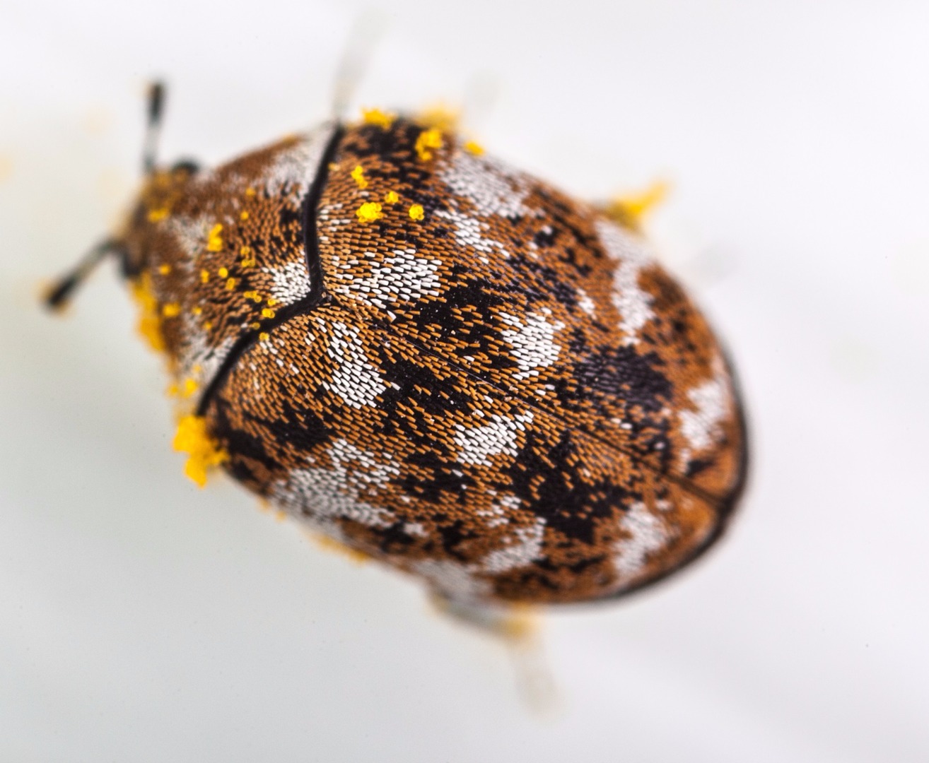 Variegated carpet beetle | Hockley International LTD