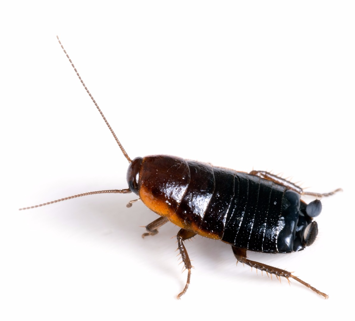 Oriental cockroach