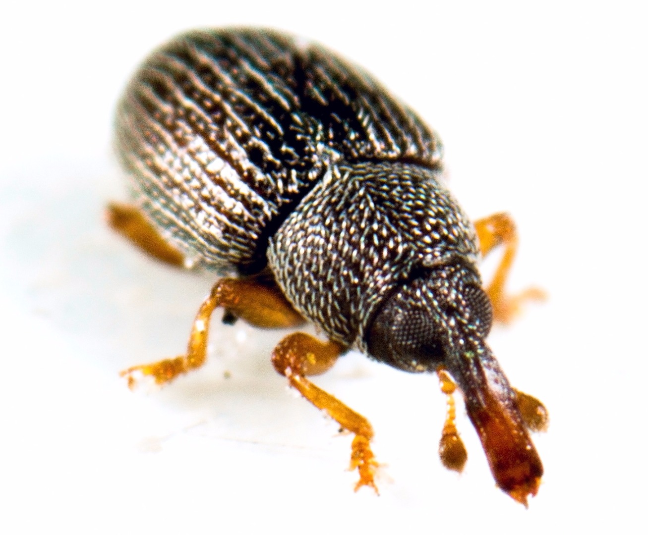 Grain weevil.png