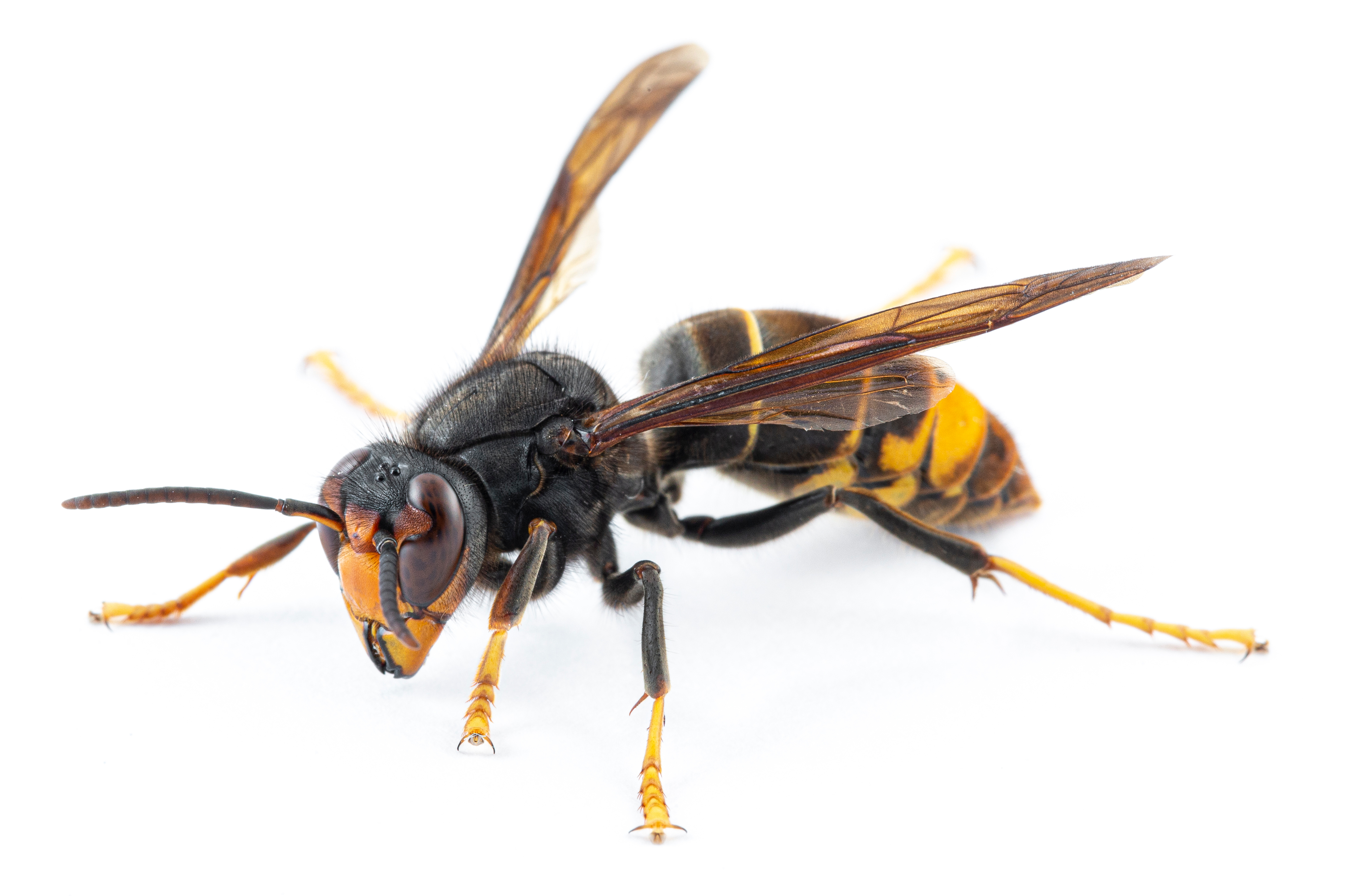 Asian Hornet