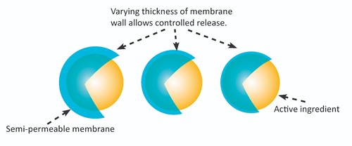 Microencapsulation Diagram