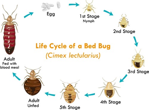 Bed Bug Life Cycle